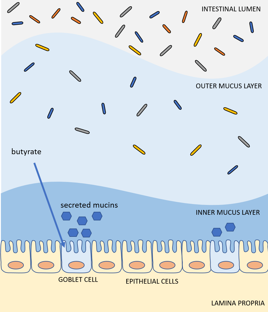 gut, mucus, butyrate, goblet cells, MUC2