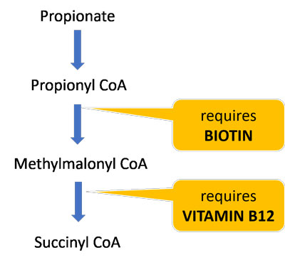 biotin B12 cofactors propionate
